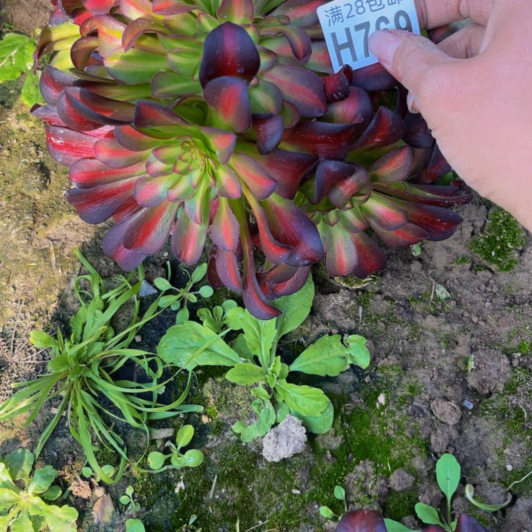 769多肉植物一物一拍