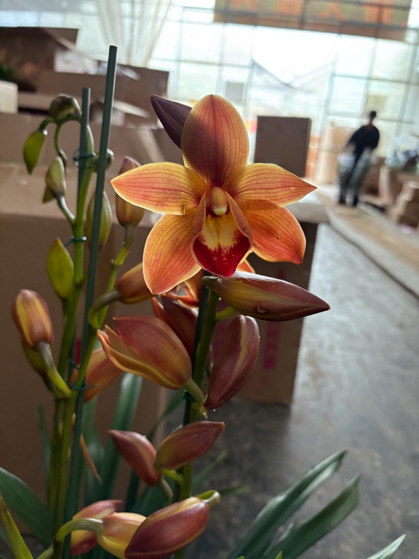 欲火凤凰---大花蕙兰叶片偏黄0度以下拍保温棉不拍冻坏不售后