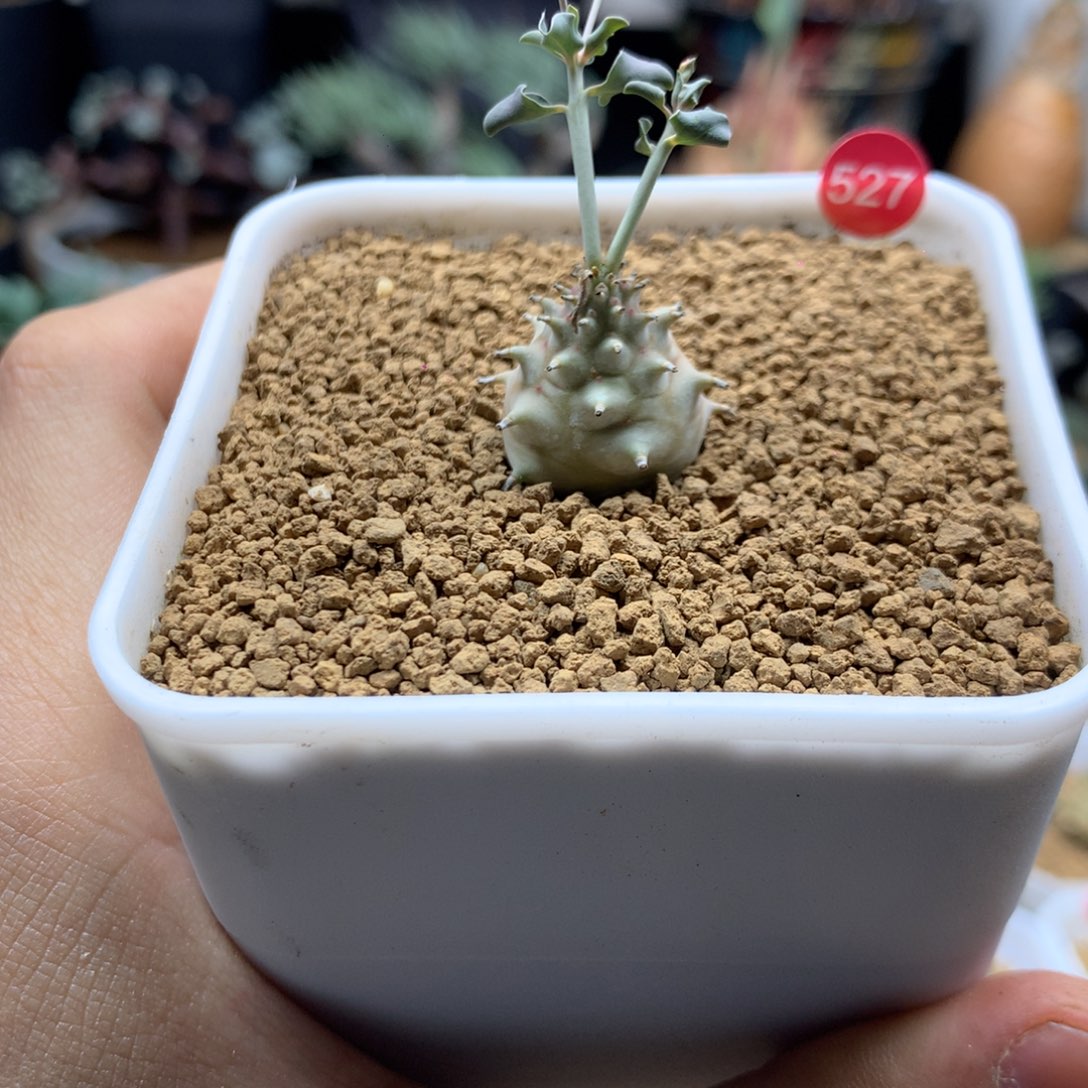 实生羊玉大戟带盆多肉527