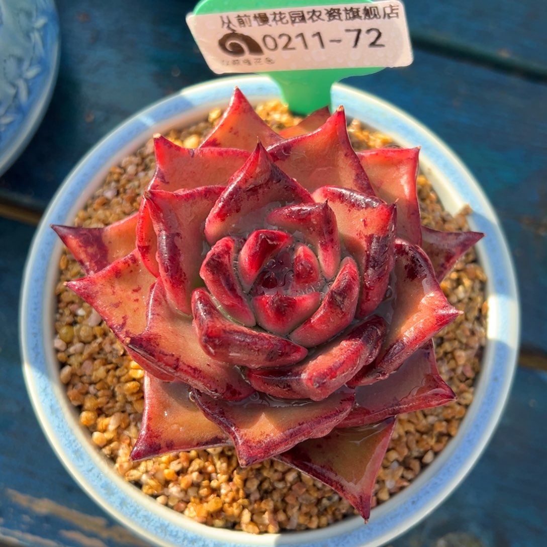 从前慢多肉精选编号0211.72