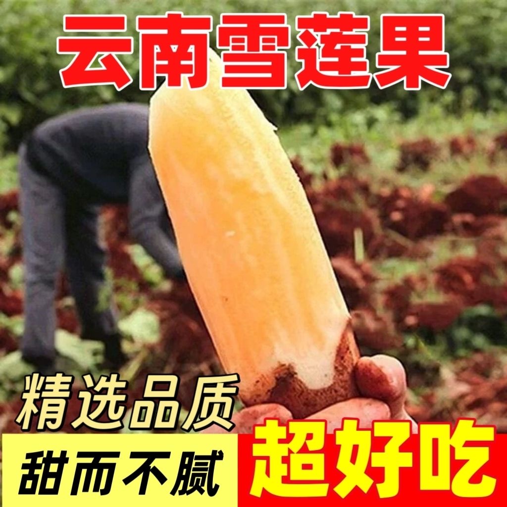 云南天山雪莲果黄心清甜脆爽多汁新鲜应季水果现挖