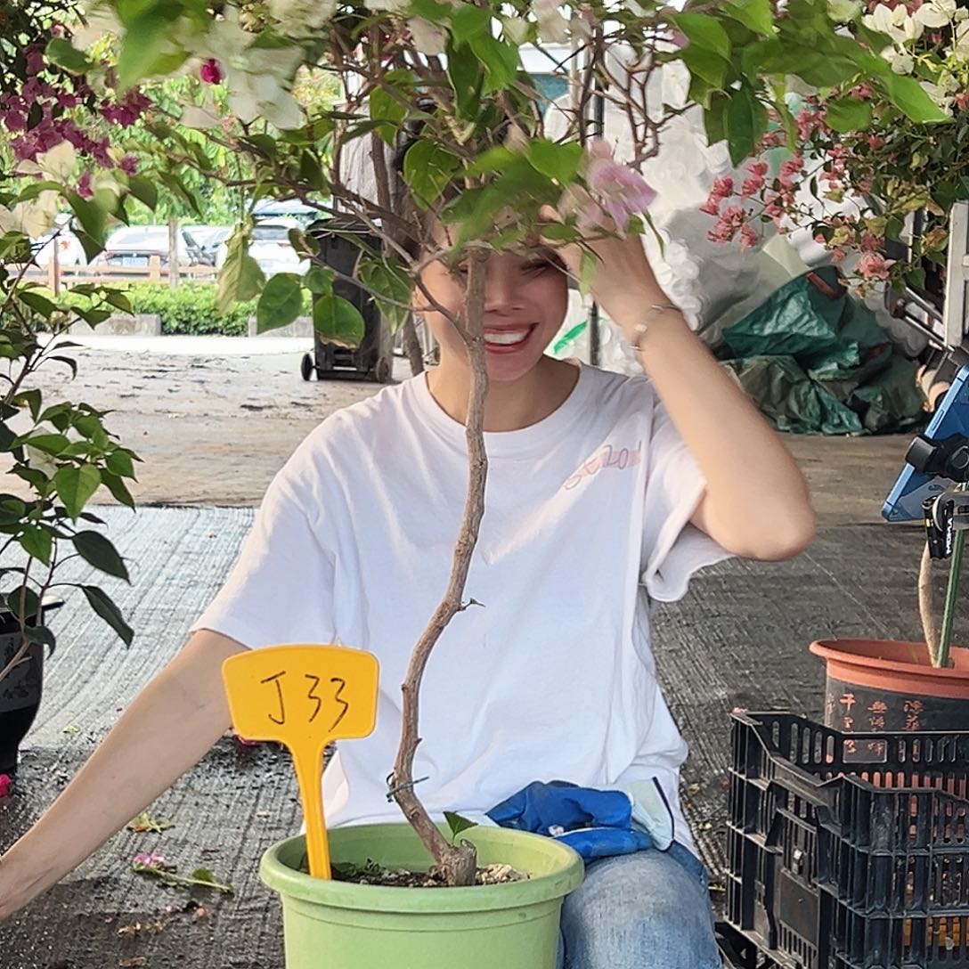 欧***号大部分花苞少量开放J33广红樱