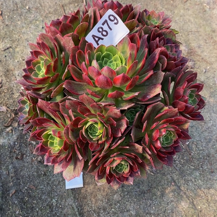 万黄锦多肉植物879