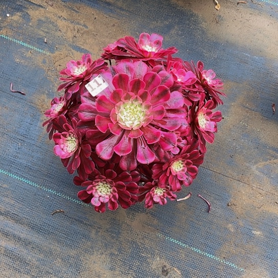 墨*粉同法师法师117