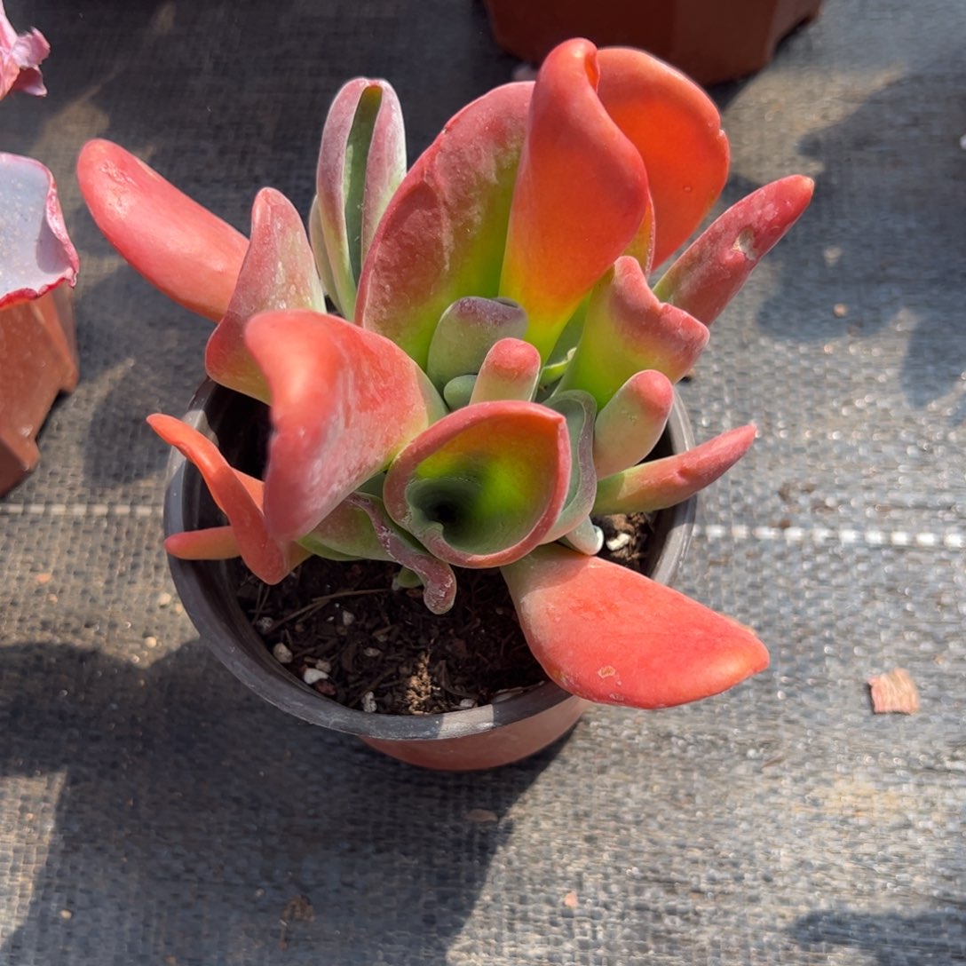 多肉群生火狐狸多肉