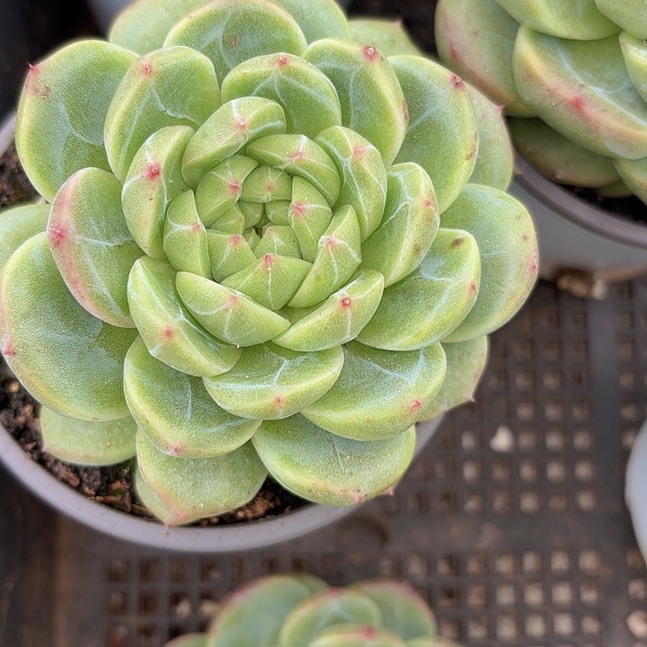 春风单双头1111111