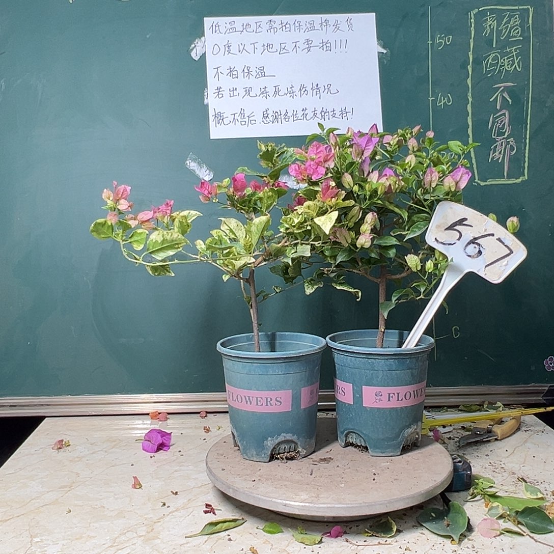 完全开放斑叶米罗 雪紫 567