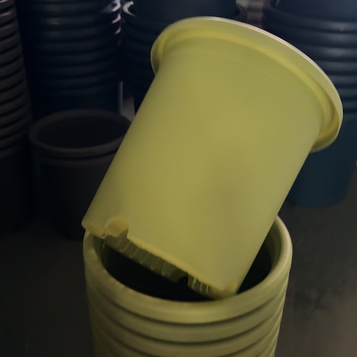 四季7号果绿无托6个特价微瑕