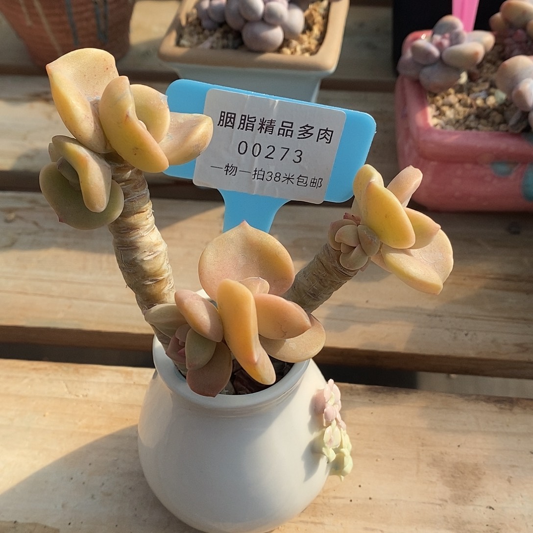 开***ä00273啊OK郭燕了我哦哦
