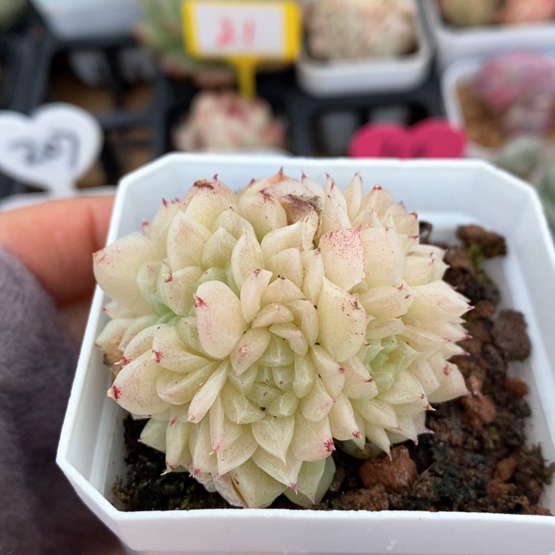 精品多肉一物一拍不包整7