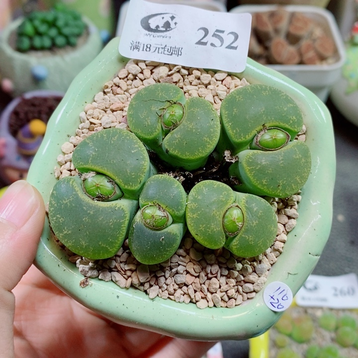 生石花花花花花花252