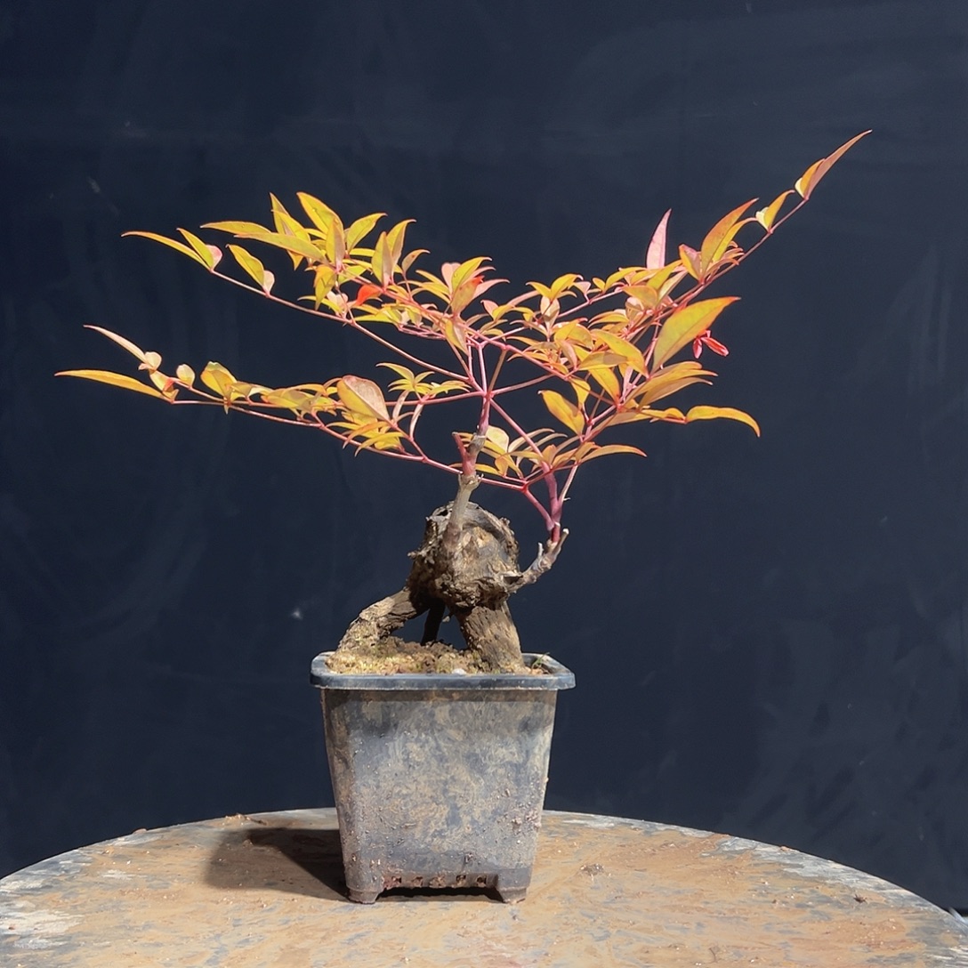 不开花植物W5555555