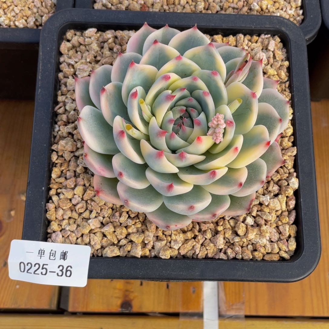 0225-36-吉娃娃锦。。。。。。多肉