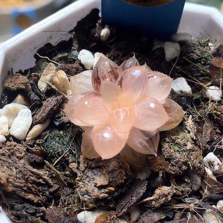 571绯桃锦特选福利