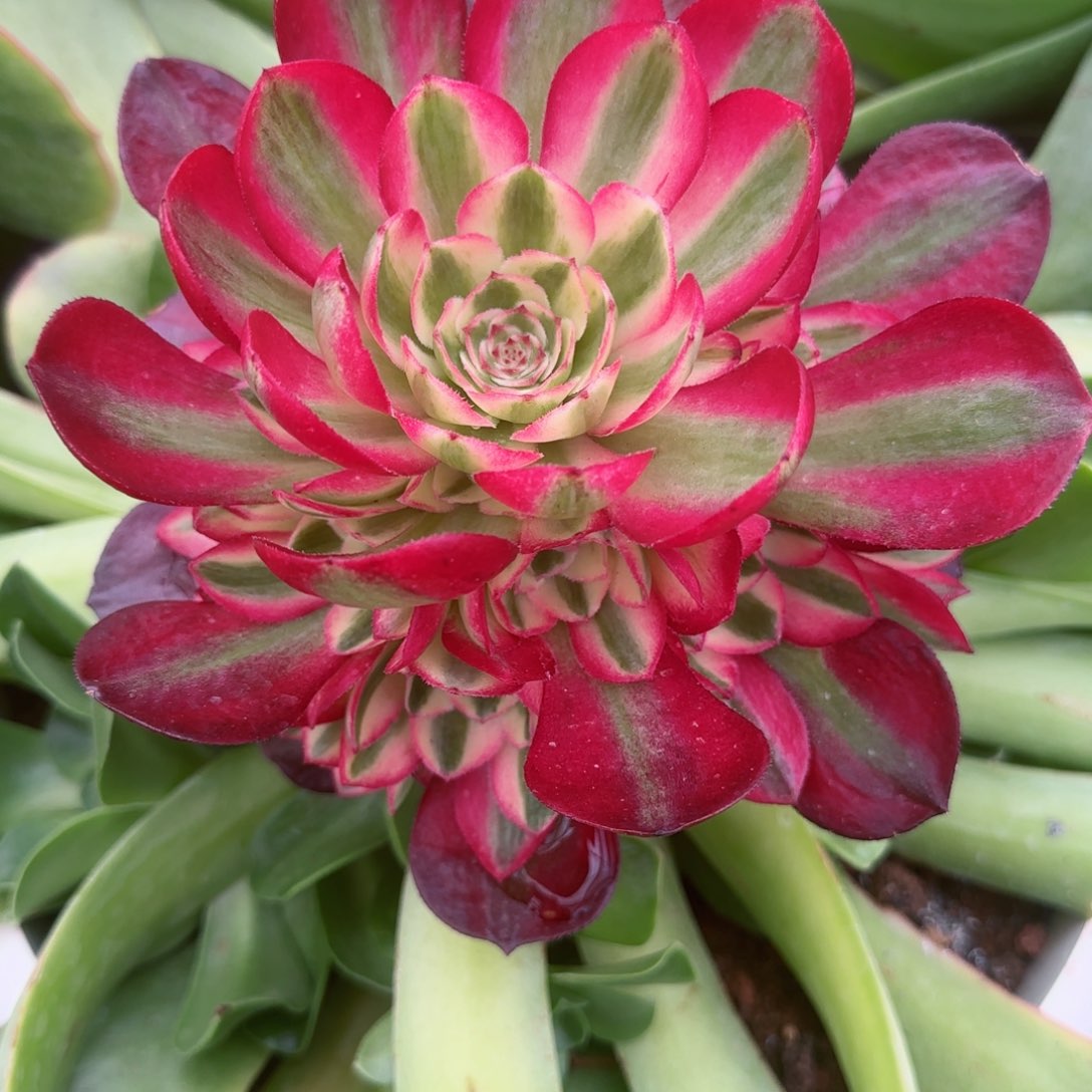 倾城变异2春节福利预售秋天发货