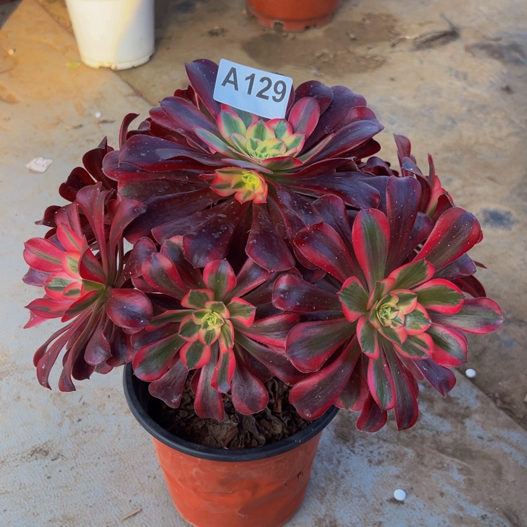 半****无花朵美杜莎法师129