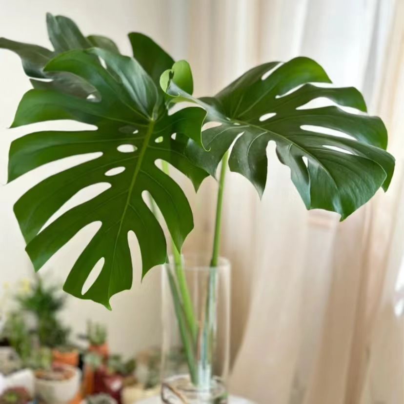 （买一送一）龟背竹老桩水培绿植办公室客厅阳台四季常大型开背植物