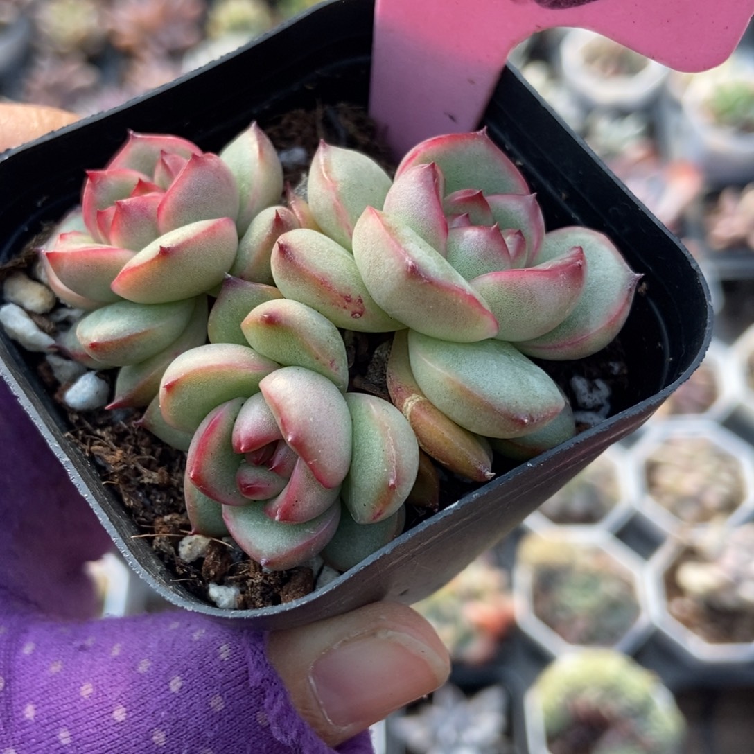 743万宝龙多肉植物