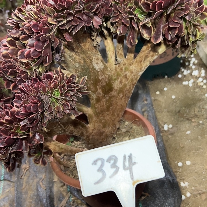 多肉植物欧嘉莉缀花334