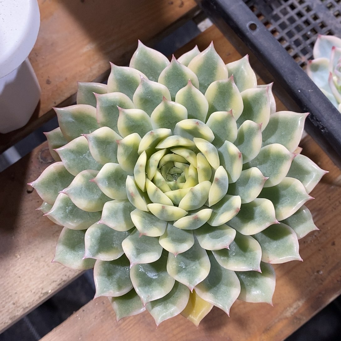 艾丽卡锦多肉植物老桩