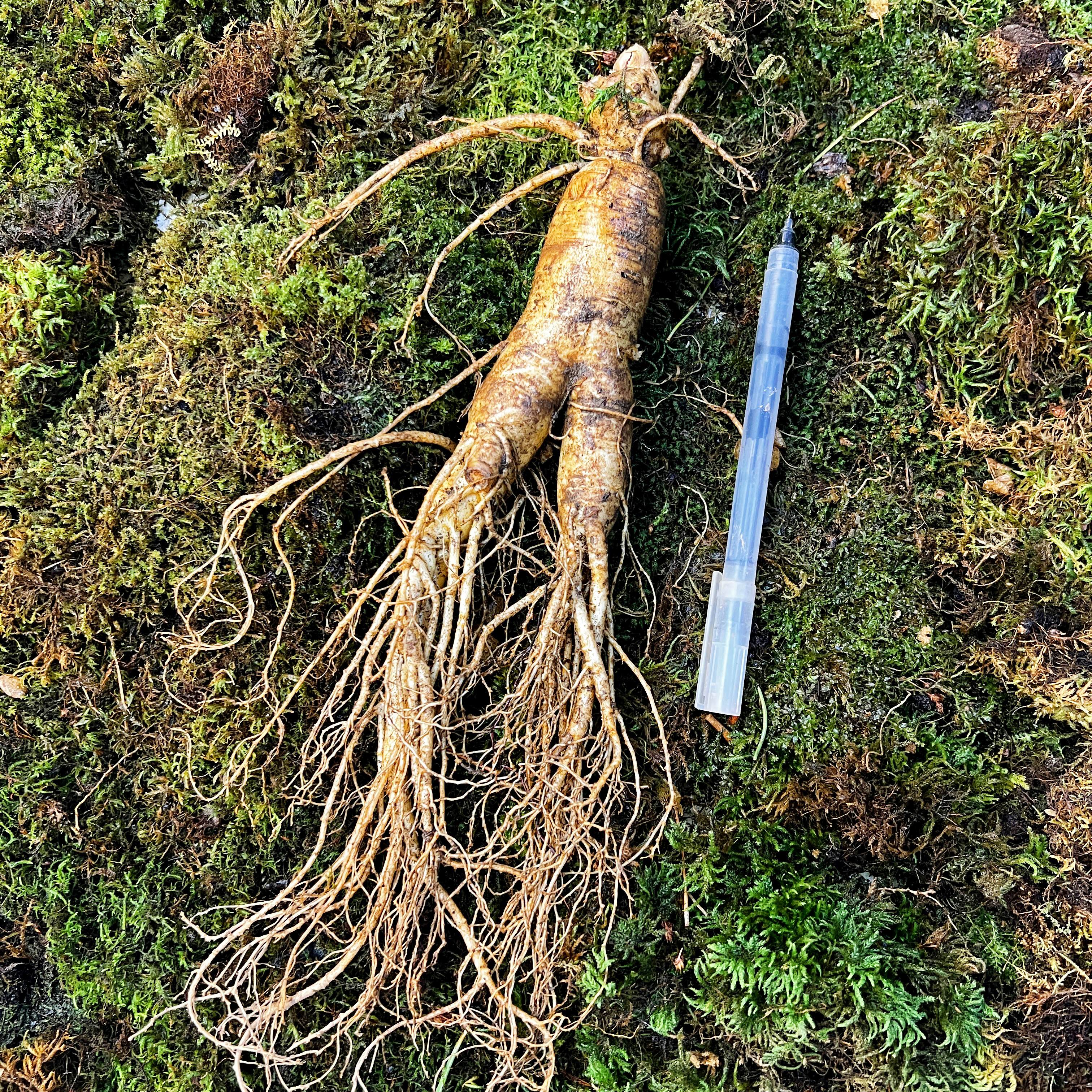 ①【锈残参】长白山春季现挖新鲜人参产地直发