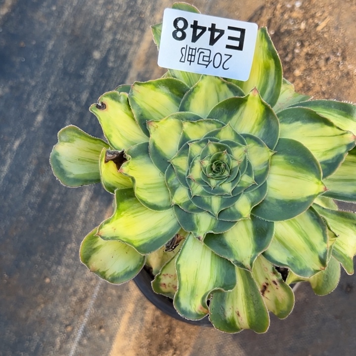 多肉植物448种植物