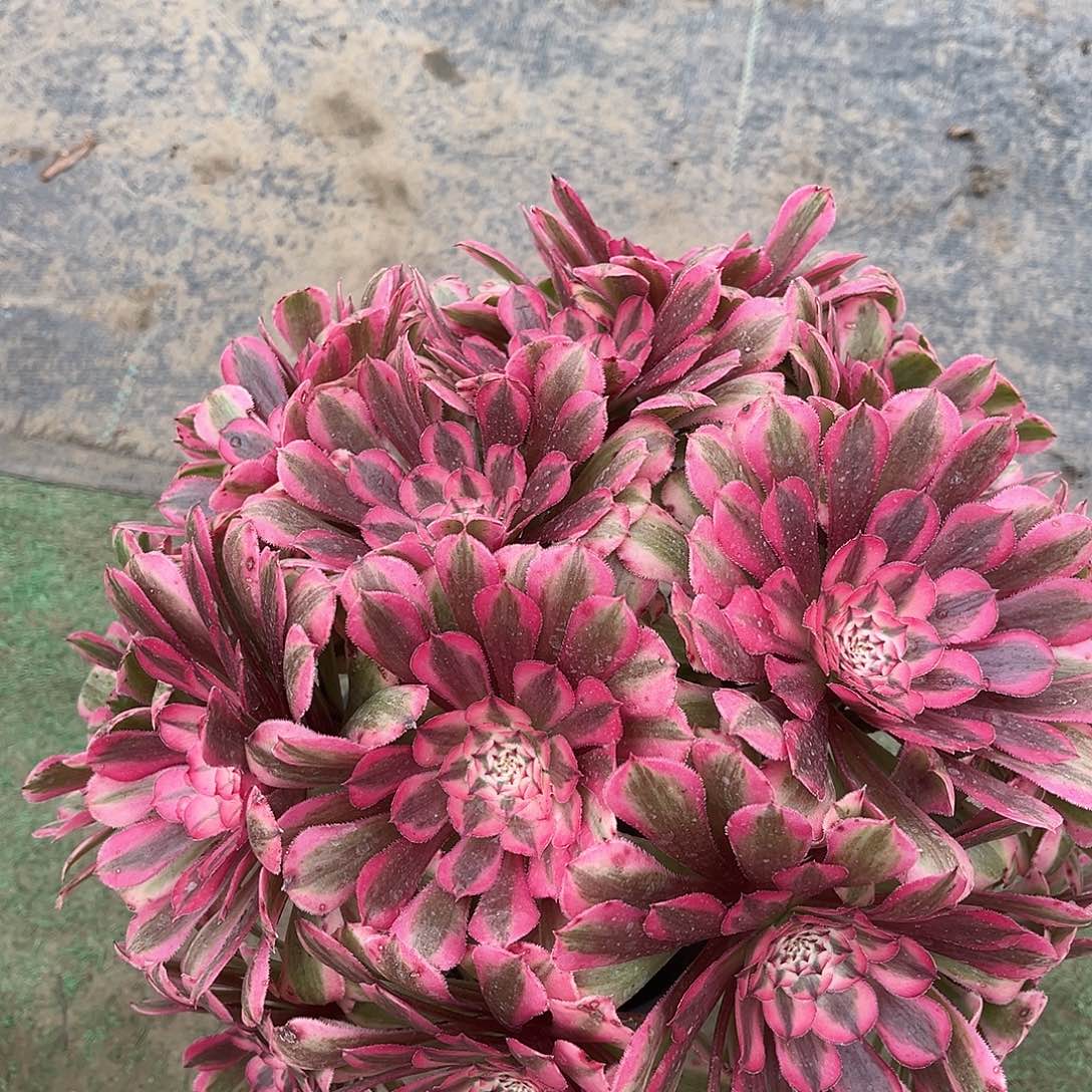 粉铜法师多肉植物漂亮