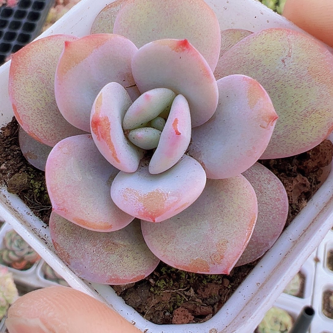 圆叶奶茶19包邮样品发货