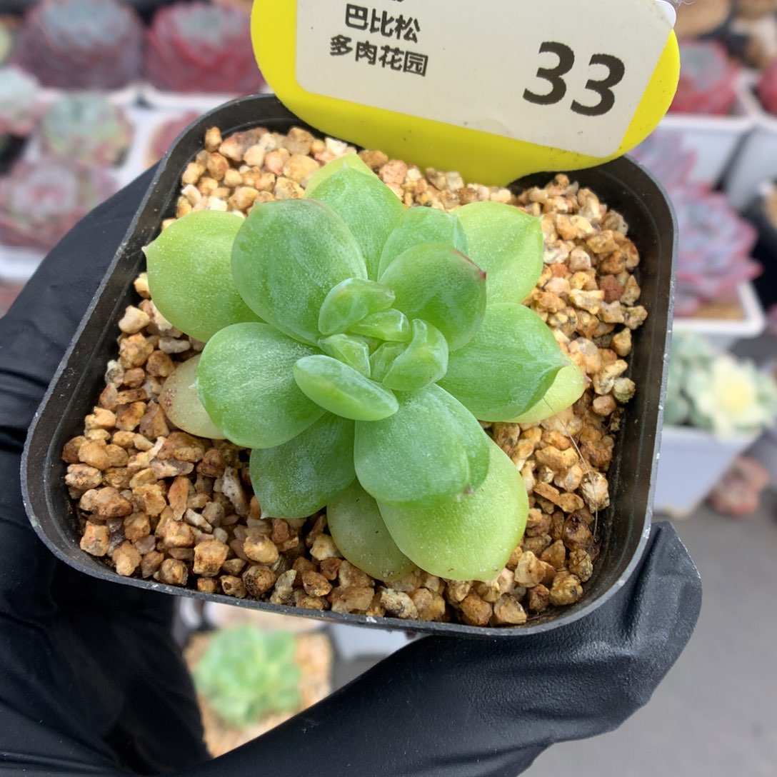33 绿体珍妮石化多肉