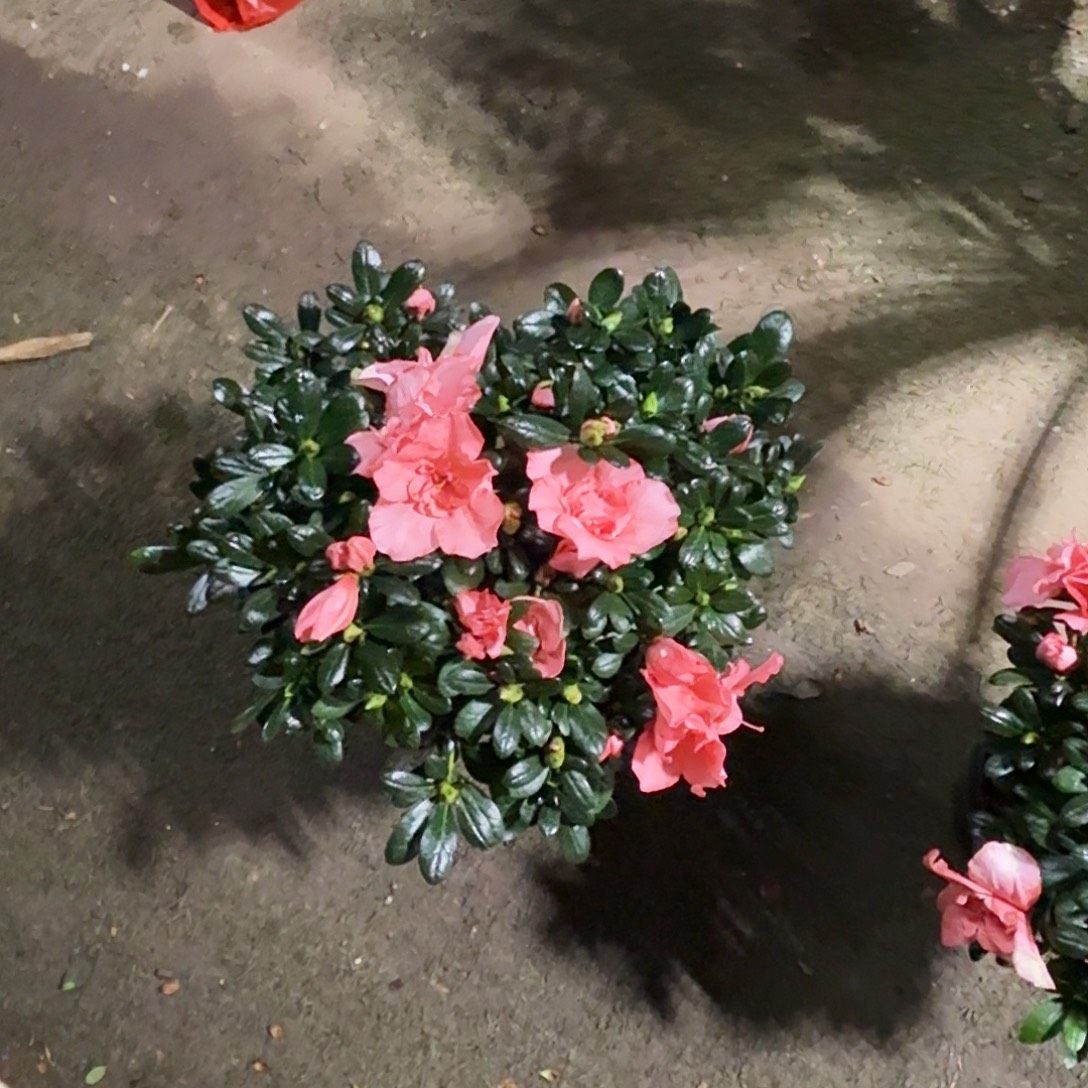 完全开放粉色杜鹃