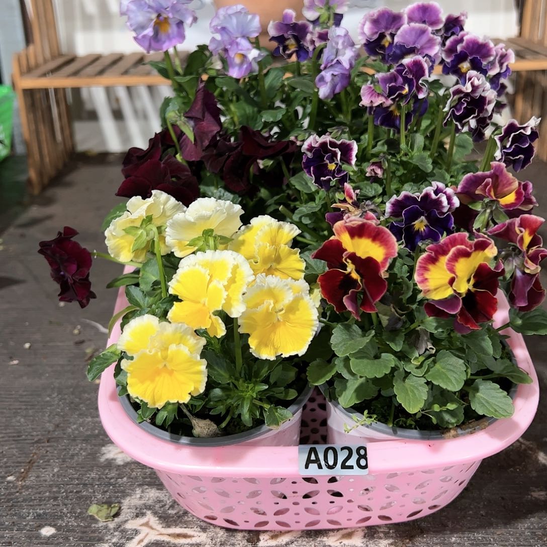 【闪购商品】028号