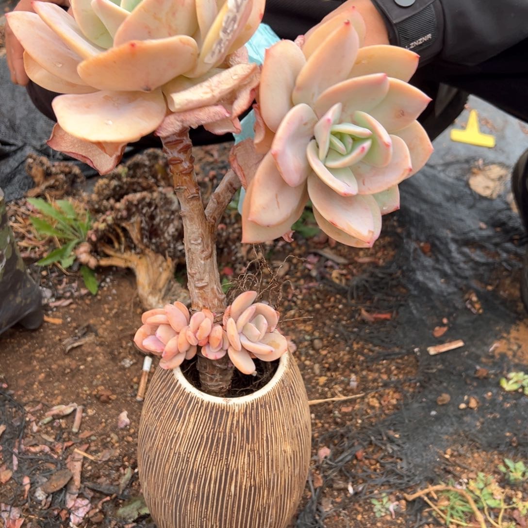 M**界254号多肉凤多肉