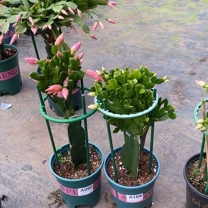 大部分花苞少量开放080，168