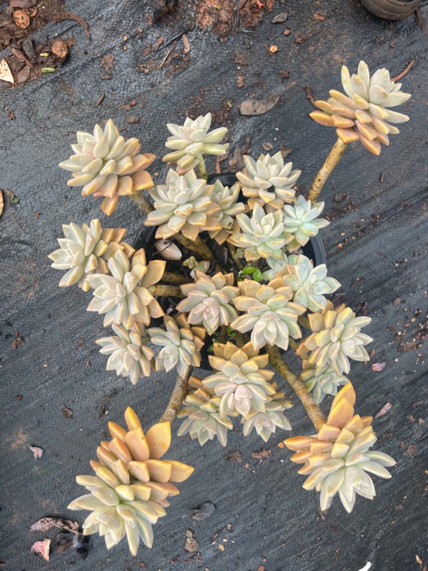 中号淡雪 波妞精品多肉植物