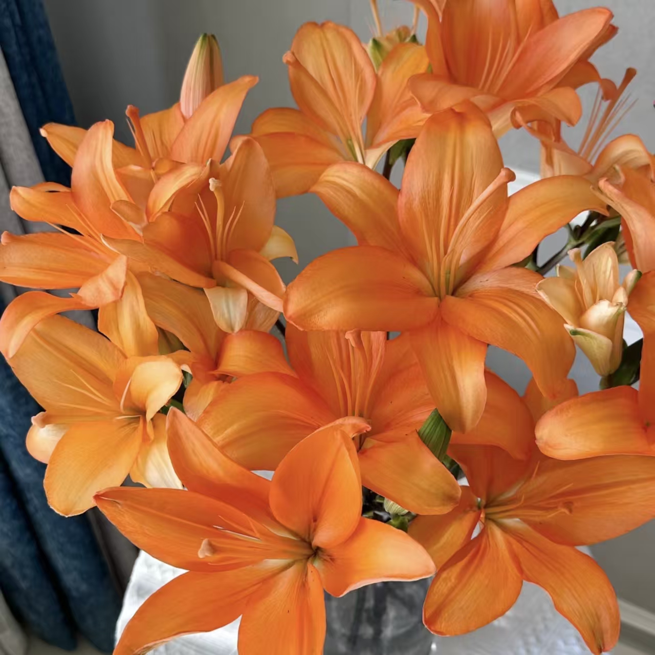 橙色梦想亚百合无香花期长适合家居水养插花的鲜花