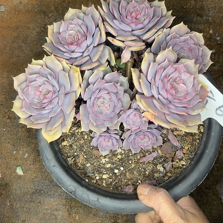 不售后，散，基地清货，6紫姬