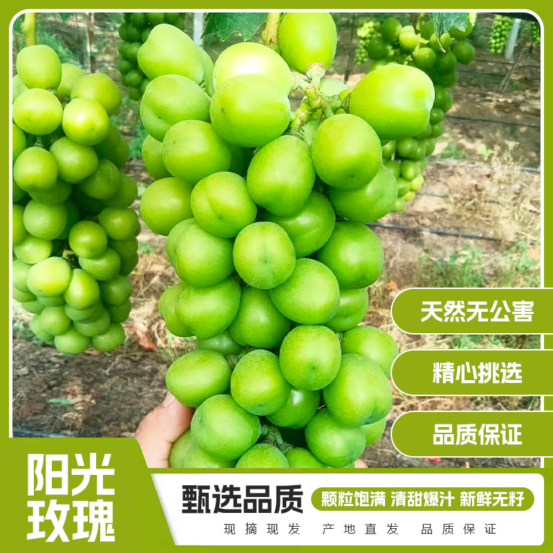 【京东生鲜】阳光玫瑰葡萄果王品质无籽应季现摘薄皮爽口整箱发货CH