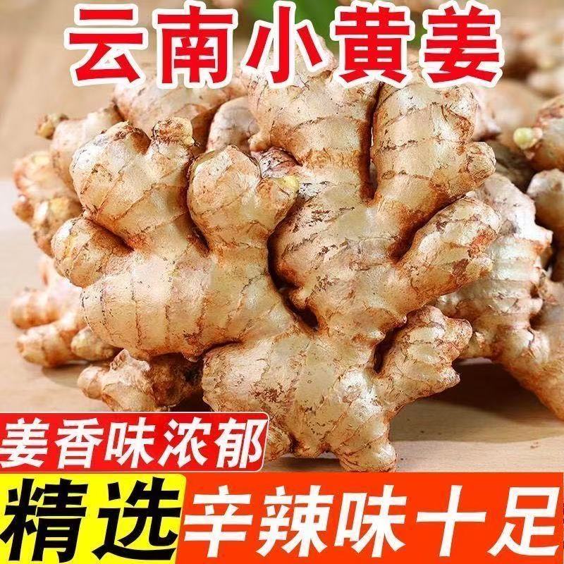 A正宗云南小黄姜山地种植老姜香味浓郁辛辣适中配萝卜腌菜