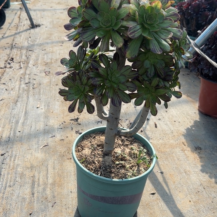 34V锦多肉多肉多肉多肉