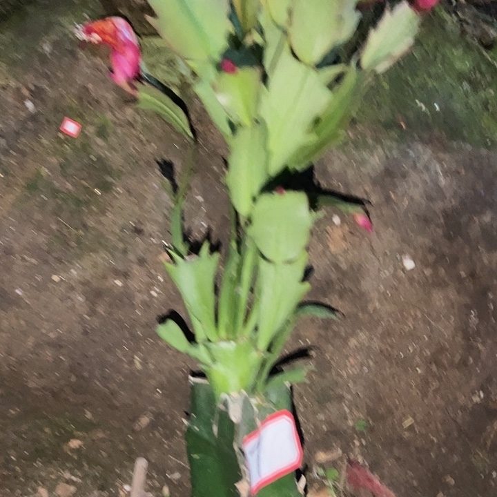 四***春，7号带盆桑吉塔，，