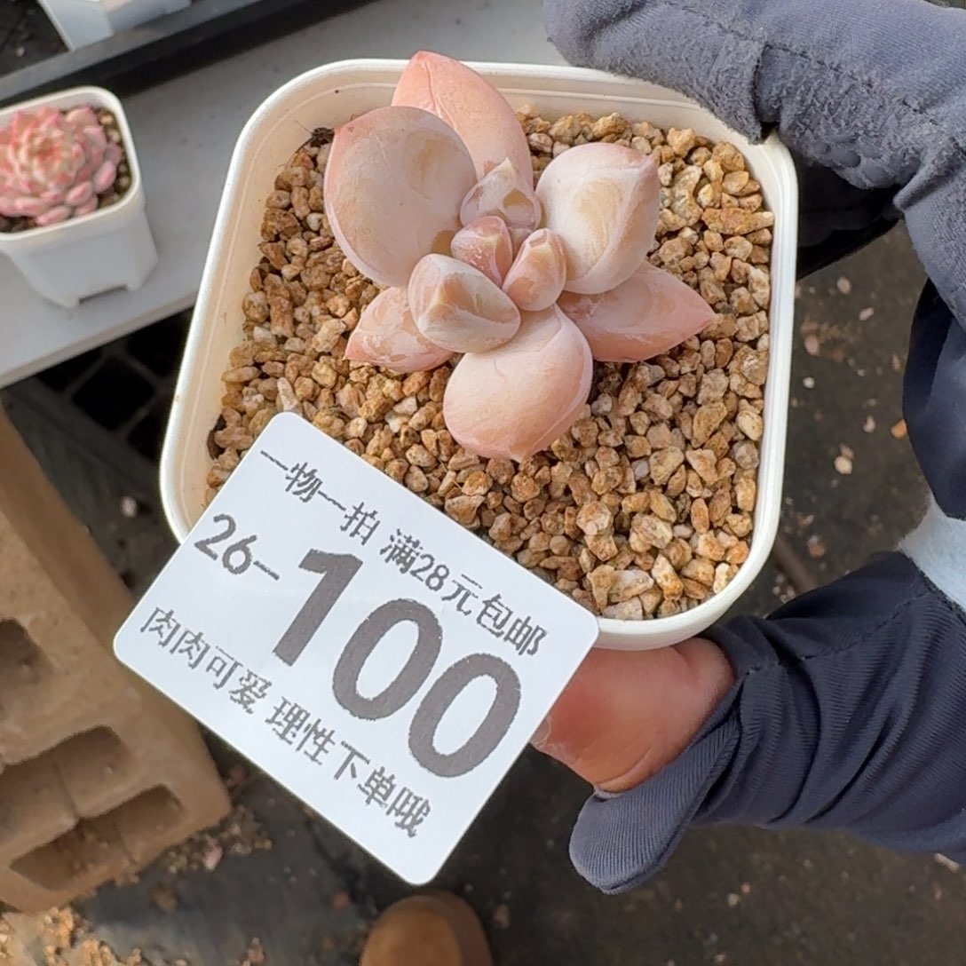 三色奶无盆土发货无盆