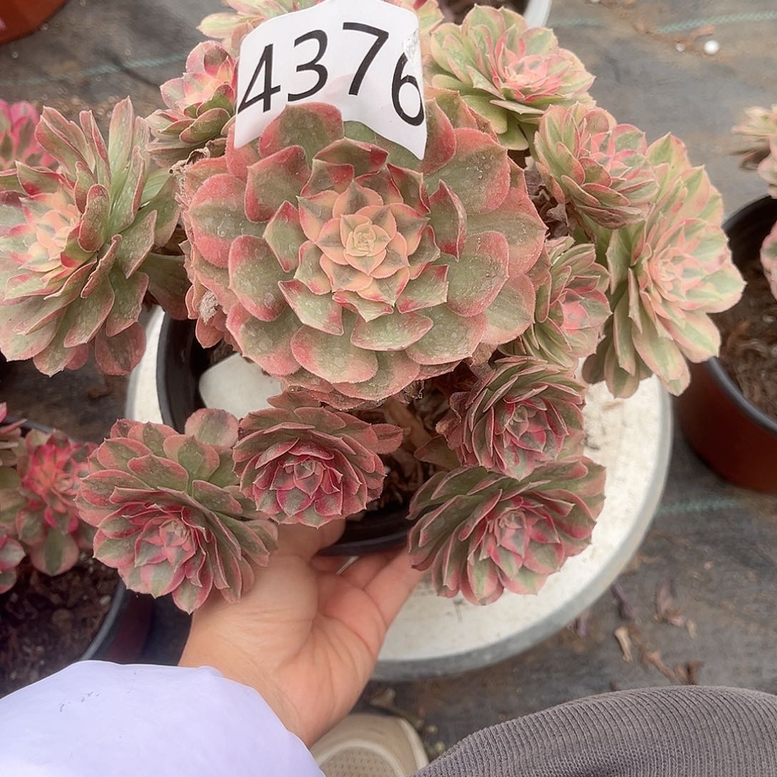 4376万白多肉植物