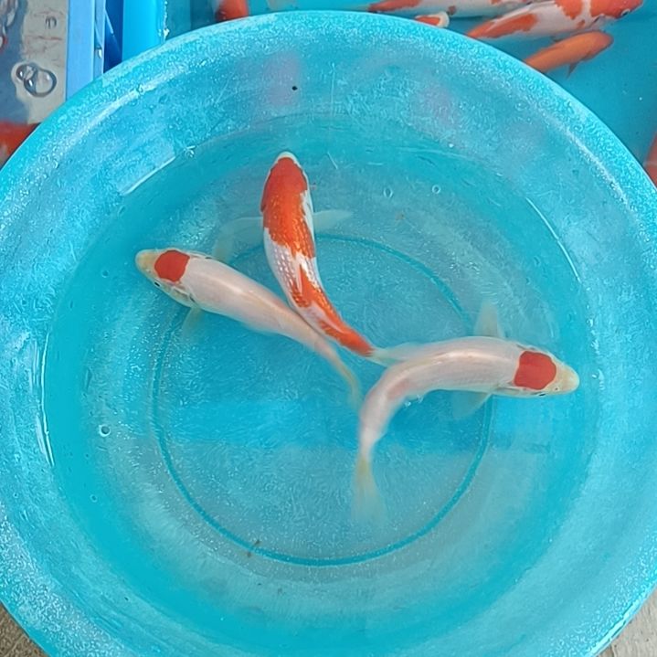 海水顺丰包邮开箱包活2