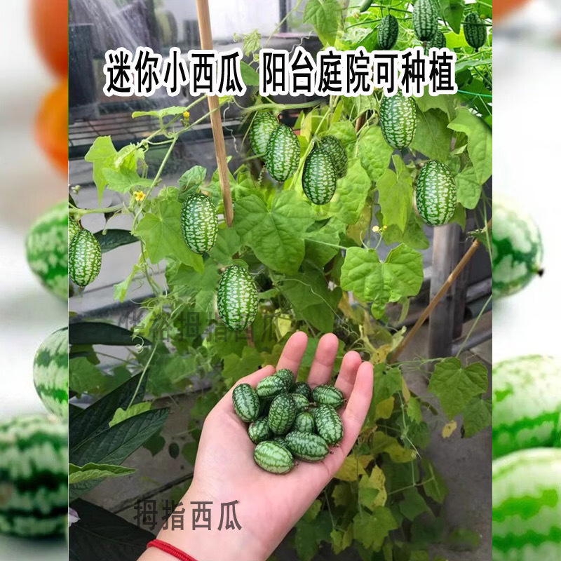 拇指西瓜种子家庭阳台小西瓜种籽迷你小西瓜种籽
