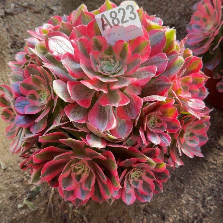 红陶?**?粉女郎823多肉