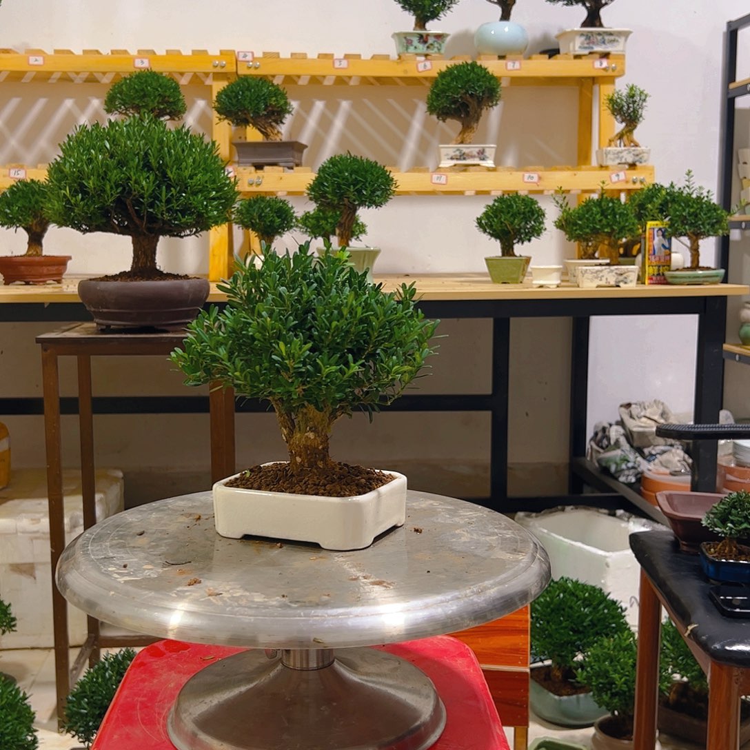 @***悟无花朵雀舌黄杨一物一拍