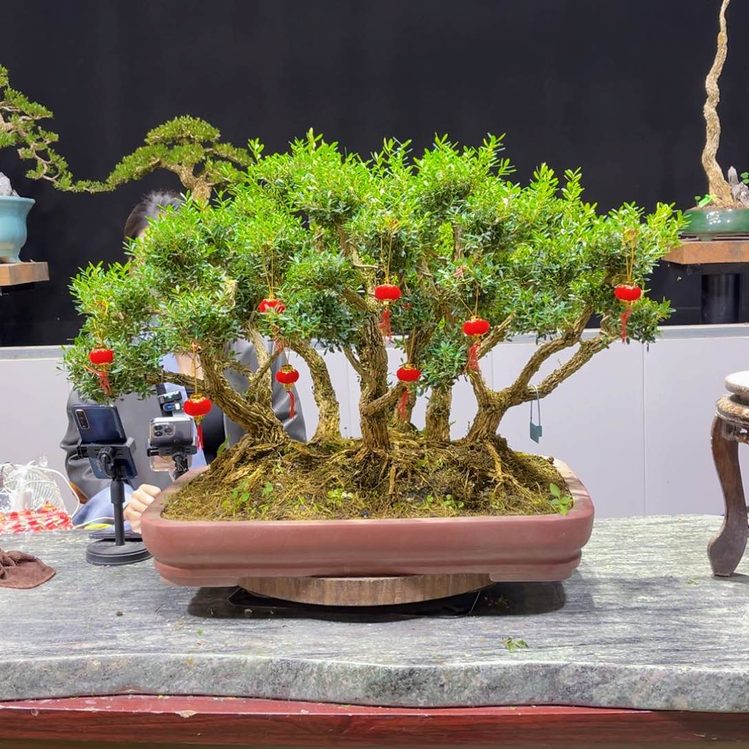 四季常青老桩黄杨盆景