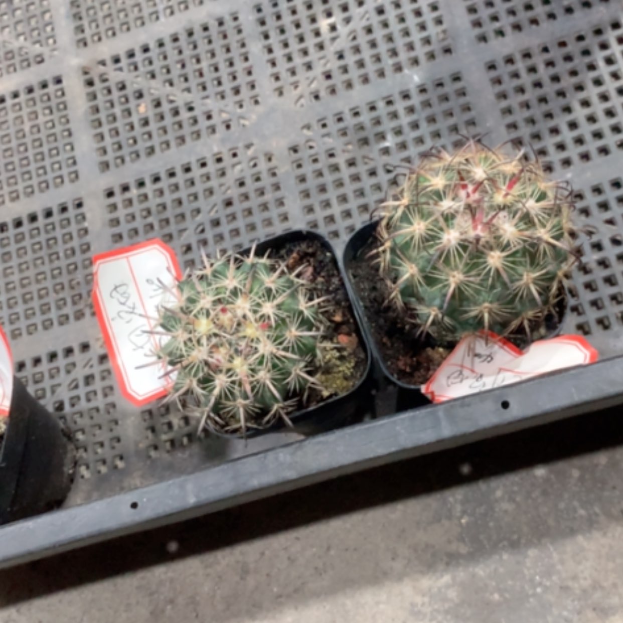 【闪购商品】一****虎爪玉