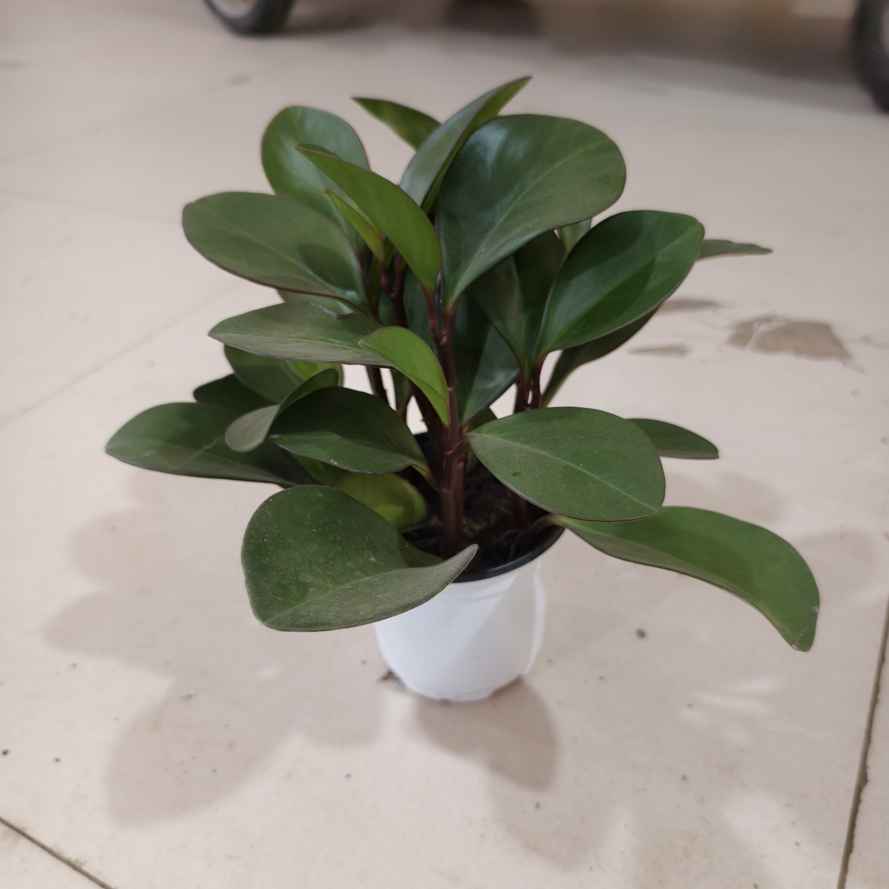 紫边碧玉盆栽绿植  延