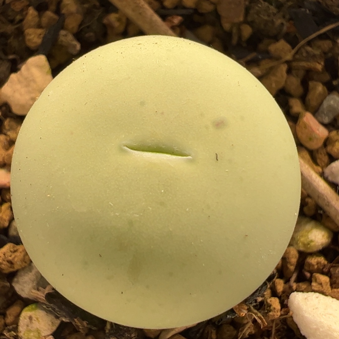 鸽子蛋母本多肉植物百科